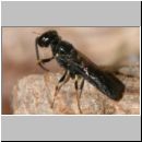 Passaloecus sp - Grabwespe 05 5mm.jpg